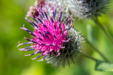 Arctium tomentosum, Asteraceae familyasına ait bir burdock türüdür..