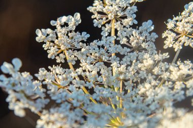 Daucus carota yaban havucu açan bitki olarak bilinir..