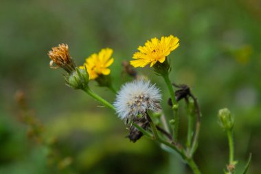 Hieracium laevigatum veya pürüzsüz şahin otu. Hieracium, bilinen adıyla şahin otu ve klasik adıyla hiyerakion. Çiçek masaüstü arka planı. Hieracium caespitosum, yaygın olarak çayırotları olarak bilinir..