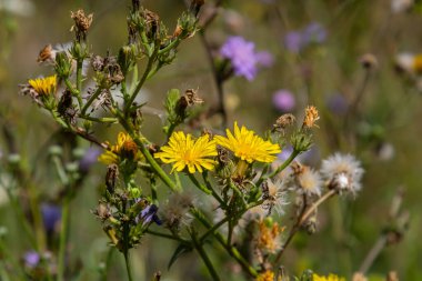Hieracium laevigatum veya pürüzsüz şahin otu. Hieracium, bilinen adıyla şahin otu ve klasik adıyla hiyerakion. Çiçek masaüstü arka planı. Hieracium caespitosum, yaygın olarak çayırotları olarak bilinir..