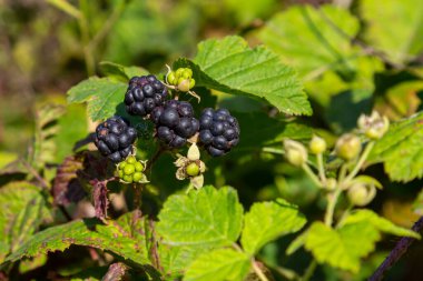 Avrupa çiğ tanecikli Rubus sezgisinin, olgunlaşan, olgun meyvelerle dolu, parlak gün ışığında ormanda büyüyen yakın çekimi..