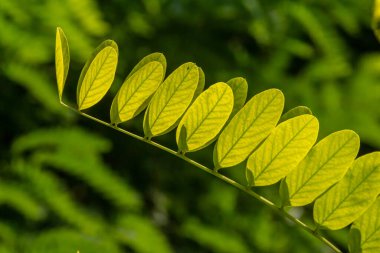 Kahverengi Robinia Pseudoacia şubelerini parlak bir doğaya karşı kapatın..