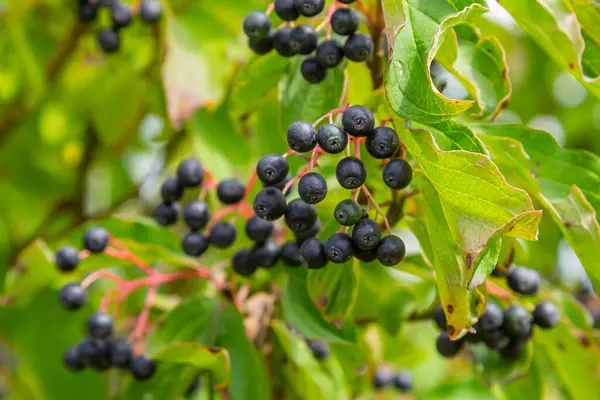 Cornus sanguinea, tohum familyasından bir bitki türü. Küçük çiçekli ve yenmez böğürtlenli uzun bir çalılık. Çim kuyusu süs bitkisi olarak yetiştirilir..