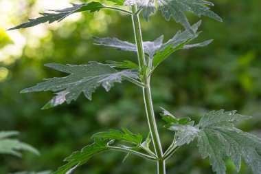 Leonurus cardiaca, known as motherwort. Other common names include throw-wort, lion's ear, and lion's tail. Medicinal plant. Grows in nature.
