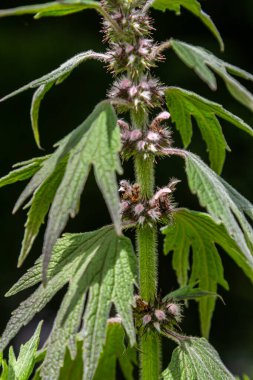 Leonurus cardiaca, known as motherwort. Other common names include throw-wort, lion's ear, and lion's tail. Medicinal plant. Grows in nature.