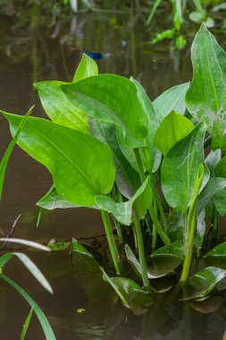Phreatophyte. Amerikan su şebekesi Alizma bitkisi bataklık ormanı nehir suyunda su altı suyu. Kuzeydoğu Avrupa nehir kıyısında yetişiyor. Akıntı ve kaynak suyu erozyonuyla sürükleniyor..