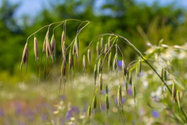 Fatua yulaf ezmesi. Kök, yaprak ve yulaf sallayan kulaklar. Çimenler.