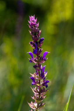 Salvia nemorosa, orman bilgesi, güzel parlak renk, çiçek açmış menekşe mavisi çiçekler, bahçedeki muscadine çiçekli süs bitkileri.