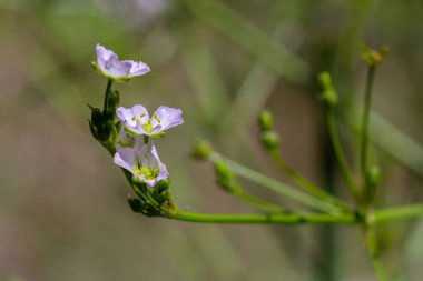 Phreatophyte. Amerikan su şebekesi Alizma bitkisi bataklık ormanı nehir suyunda su altı suyu. Kuzeydoğu Avrupa nehir kıyısında yetişiyor. Akıntı ve kaynak suyu erozyonuyla sürükleniyor..