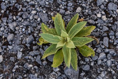 Kıllı bir Mullein bitkisi. Latince adı Verbascum thapsus. Kayaların üzerinde yetişen bir Mullein bitkisinin taze yapraklarının yakın çekimi. Büyük yumuşak yaprakları olan sullein bitkisi. Daha büyük ya da daha yaygın bir araca.