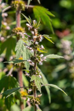 Leonurus cardiaca, known as motherwort. Other common names include throw-wort, lion's ear, and lion's tail. Medicinal plant. Grows in nature.