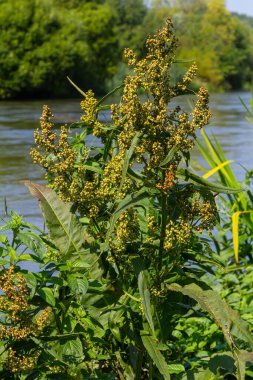 Rumex longifolius bitkisinin çiçeğinin detaylı görüntüsü. Seçici odaklanma. Rumex longifolius, Rumex familyasından bir bitki türü..