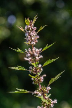 Leonurus cardiaca, known as motherwort. Other common names include throw-wort, lion's ear, and lion's tail. Medicinal plant. Grows in nature.