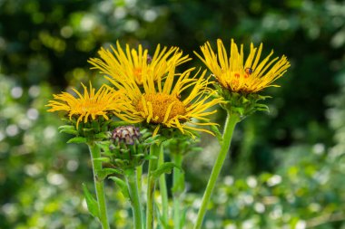 Yeşil yapraklı çiçek açan Inula helenyumu..