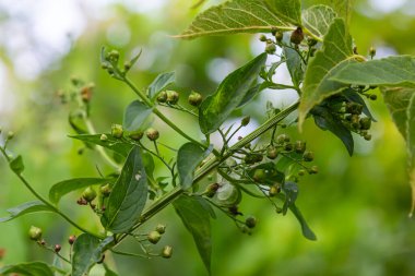 Scrophularia scopolii, İtalyan Figwort, Scrophulariaceae. Yazın vahşi bitki vuruşu..