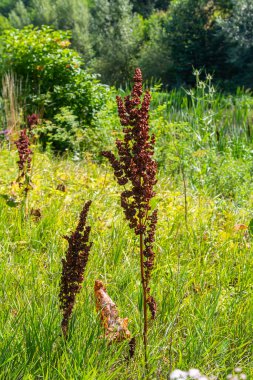 Rumex longifolius bitkisinin çiçeğinin detaylı görüntüsü. Seçici odaklanma. Rumex longifolius, Rumex familyasından bir bitki türü..