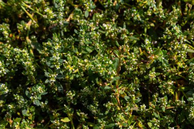 Bitkilerden oluşan kalın halı Polygonum aviculare aksi takdirde Kuş Highlander, düğüm otu, çim-karınca, kaz çimi, tomurcuklu kuş karabuğday. Seçici odaklanma, makro.