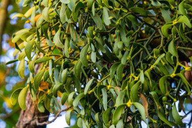 Beyaz ökse otunun yeşil dalları, Viscum albümü, Santalaceae, sembol romantizmi, doğurganlık ve canlılık, hemiparöz bitki, ağaç katili, ağaç budama, ağaç dallarındaki beyaz ökseotu..