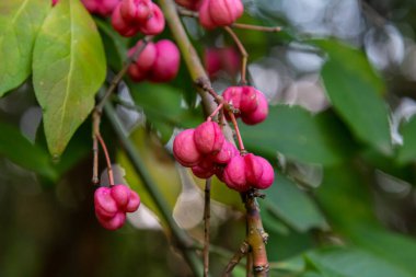 Avrupa Spindle Euonymus europaea 'sı parkta. Kırmızı Şelale Yaprak döken çalıların, Euonymus europaeus 'un sonbaharda yakın plan görüntüsü.