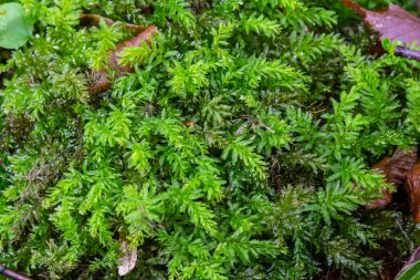 Mnium hornum, Kuğu Boyunlu Thyme-Moss olarak bilinir..