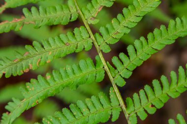 Solucan eğreltiotu, Dryopteris filix-mas, zehirli bir orman bitkisidir..