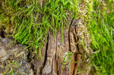 Eski ağaç kütüğü yosun kaplı. Güdük.