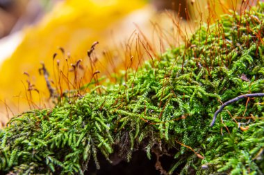 Moss Atrichum undulatum yakın çekim yerel odak.
