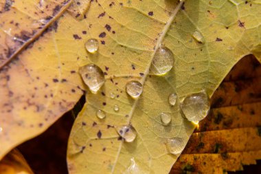 Erken inci çiy damlaları sonbaharda güneşli bir günde kuru meşe yapraklarına düşer..