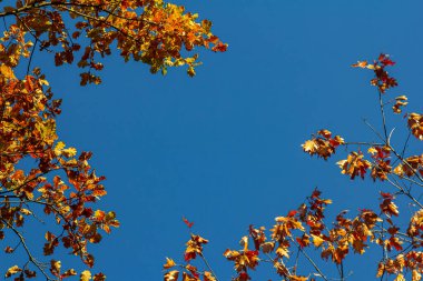 Backgrond sonbahar kayın orman içinde ağaç.