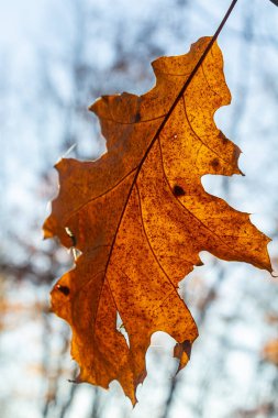 Ağacın dallarında renk değiştiren meşe yaprakları sonbahar mevsiminin parlak güneş ışığıyla aydınlatılıyor..