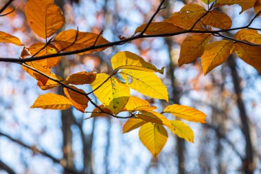 Güz renkli kayın yaprakları bir ormanda gri bir arka planda. Sonbahar doğası.