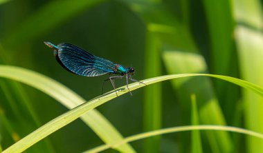 Canlı mavi bir yusufçuk, yemyeşil çimenlerin üzerine tünemiş. Huzurlu bir kırsalda, sakin bir göletin yanında güneşi emiyor..