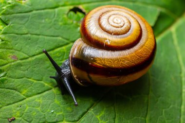 Oxychilus alliarius, yaygın olarak sarımsaklı salyangoz ya da sarımsaklı cam salyangoz olarak bilinir..