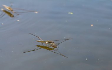 Gerris lacustris 'in ya da sıradan bir göl patencisinin yakın plan fotoğrafı..