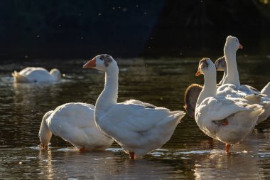 Evcil kaz, insanların etleri, yumurtaları ya da tüyleri için evcilleştirdikleri ve sakladıkları bir kazdır. Evcil kazlar yabani kır kazlarından seçici üreme yoluyla türetilmiştir. .