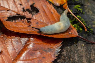 Arion intermedius sümüklü böcek makro fotoğraf.