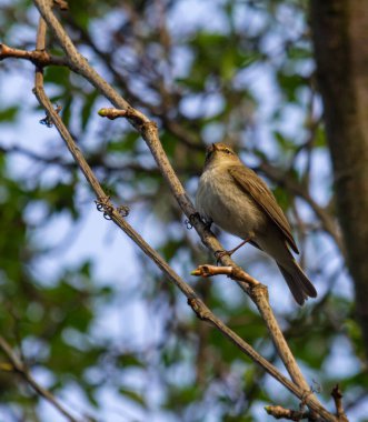 Chiffchaff, Phylloscopus collybita, bir ağaç dalına tünemiş..