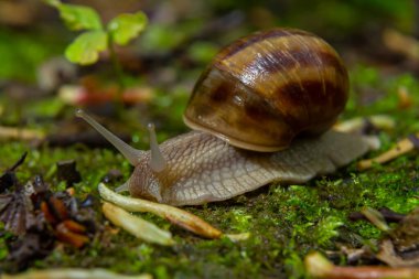 Helix pomatia, Roma salyangozu, Burgundy salyangozu, yenilebilir salyangoz, veya salyangoz - mükemmel makro detaylar.