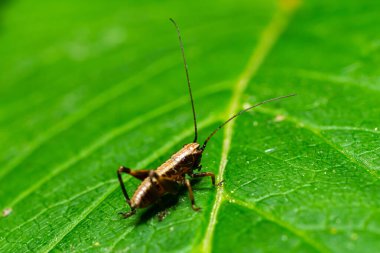 Bir cırcır böceği canlı yeşil bir yaprağın üzerine tünemiş ve karmaşık vücut özelliklerini vurguluyor. Güneş ışığı manzarayı aydınlatıyor, huzurlu bir bahçe atmosferi yaratıyor..