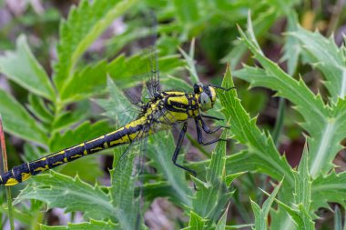 Dragonfly Gomphus vulgatissimus yeşil arka plan makro görüntüsünün önünde çiğ tanesiyle. Kanatlarda. Güneşli bir yaz sabahının mavi çiçekleri.