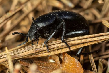 Siyah bir böcek kuru ot ve dallardan oluşan bir bölgeyi keşfeder. Parlak dış ve belirgin özelliklerini sergilerken aynı zamanda yeryüzünün çevresine de uyum sağlar..