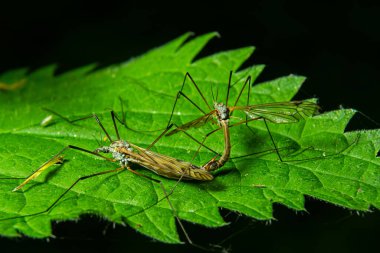 İki böcek, yeşil bir yaprak üzerinde doğal ışık altında çiftleşirler. Vücutlarının ve çevrelerinin karmaşık detaylarını gösterirler..