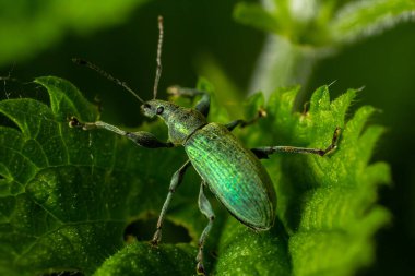 Açık yeşil bir yaprağın üzerinde dinlenen parlak yeşil bir böceğin detaylı bir gözlemi, gün içinde bahçede karmaşık dokularını ve renklerini gözler önüne seriyor..