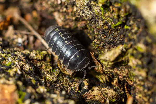 Küçük, siyah zırhlı bir böcek, organik maddeyle dolu nemli toprağın üzerinde sürünerek eşsiz parçalanmış vücudunu ve doğal ortamdaki hareketlerini sergiliyor..