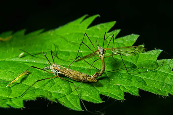 İki böcek, yeşil bir yaprak üzerinde doğal ışık altında çiftleşirler. Vücutlarının ve çevrelerinin karmaşık detaylarını gösterirler..