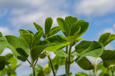 Sağlıklı soya yaprakları güneşe doğru uzanıyor, canlı yeşil renklerini açık mavi gökyüzüne karşı sergiliyorlar, kabarık bulutlar, tipik bir tarım alanı..