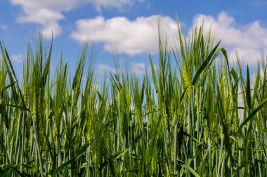 Buğday bitkileri yemyeşil bir tarlada sallanırlar parlak mavi bir gökyüzünün altında kırsalda ılık, güneşli bir günde beyaz kabarık bulutlarla dolu.