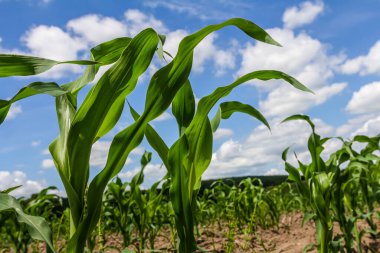 Kara toprakta yetişen bir mısır filizinin endüstriyel tarlası. Gün batımında mısır güzel sıralarda yetişir. Tarım arazisi.