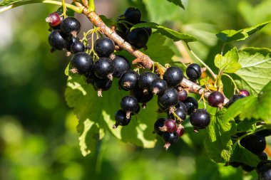 Olgun kuşüzümü, canlı yapraklarla çevrili yeşil bir sarmaşıktan sarkan ve açık gökyüzünün altında yaz sonu hasadının bolluğunu gösteren..