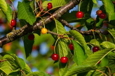 Dallardan sarkan canlı kırmızı kirazlar yemyeşil yaprakların arasında yaz sonlarında güneşin altında güneşleniyorlar..